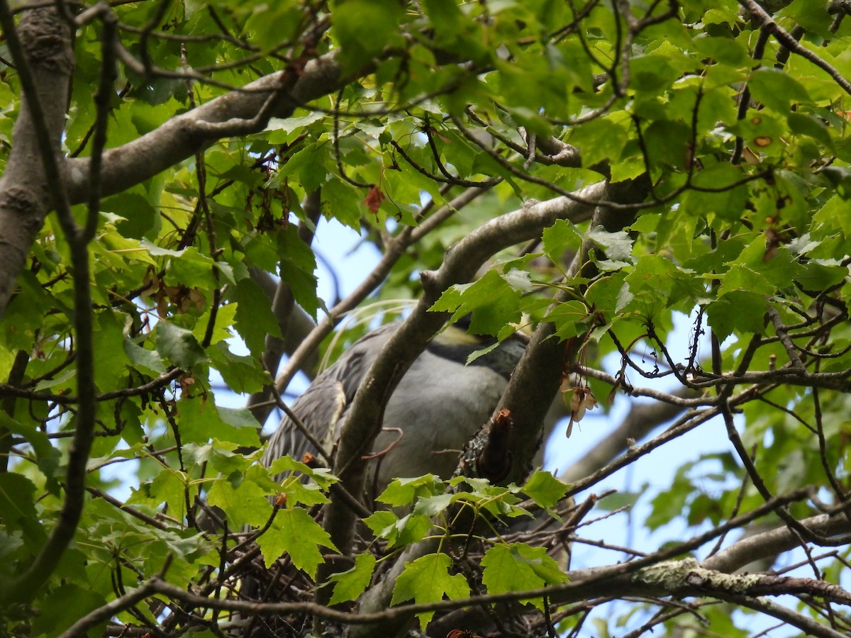 Yellow-crowned Night Heron - ML620085834