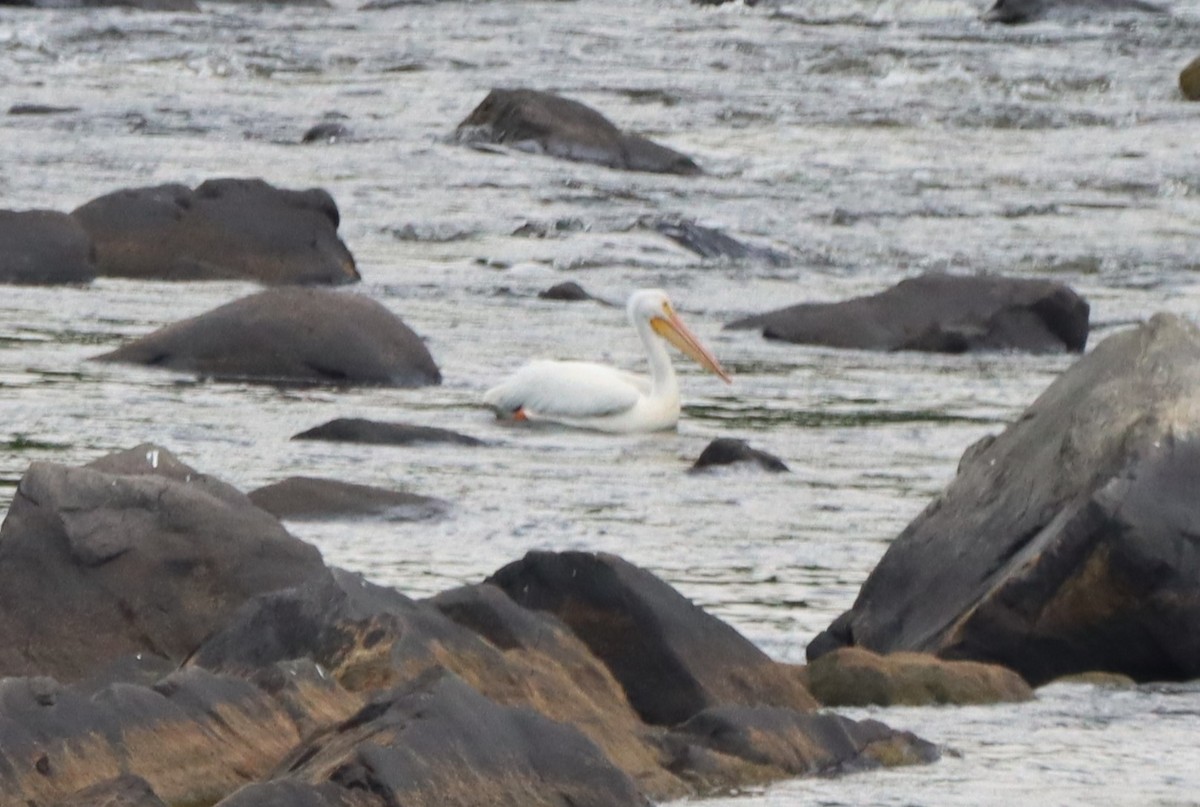 pelikán severoamerický - ML620085836