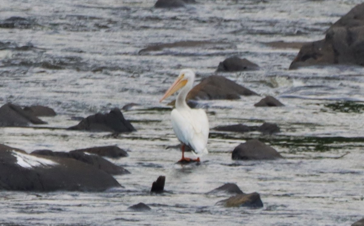 pelikán severoamerický - ML620085847
