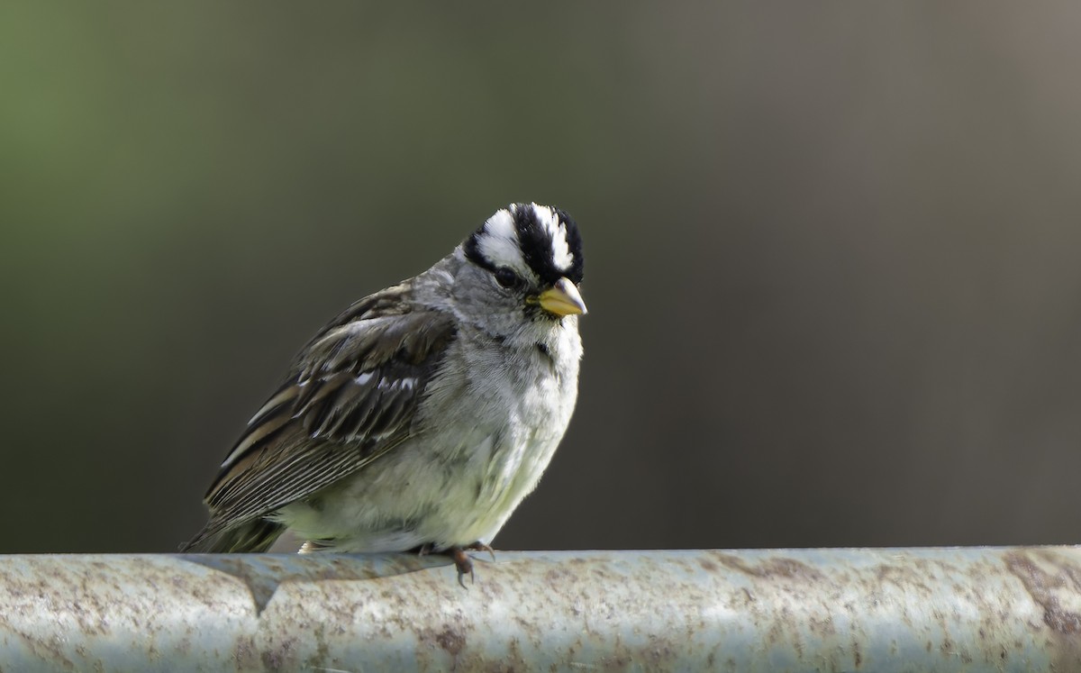 White-crowned Sparrow - ML620085855