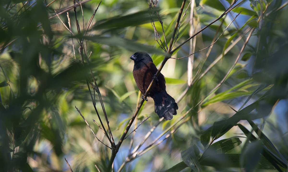 Chestnut-bellied Seed-Finch - ML620085856