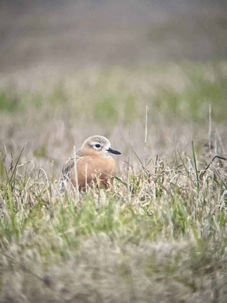 Red-breasted Dotterel - ML620085860