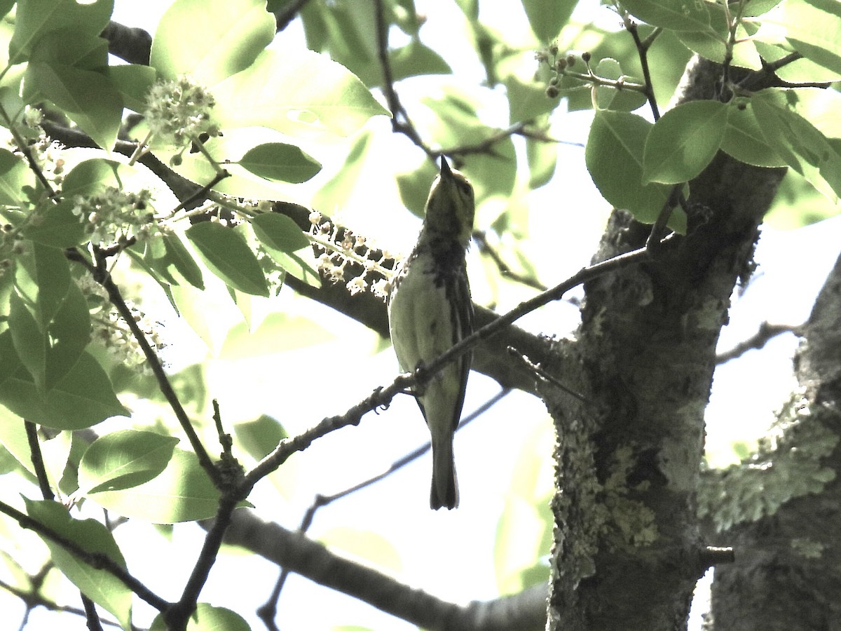 Black-throated Green Warbler - ML620085864