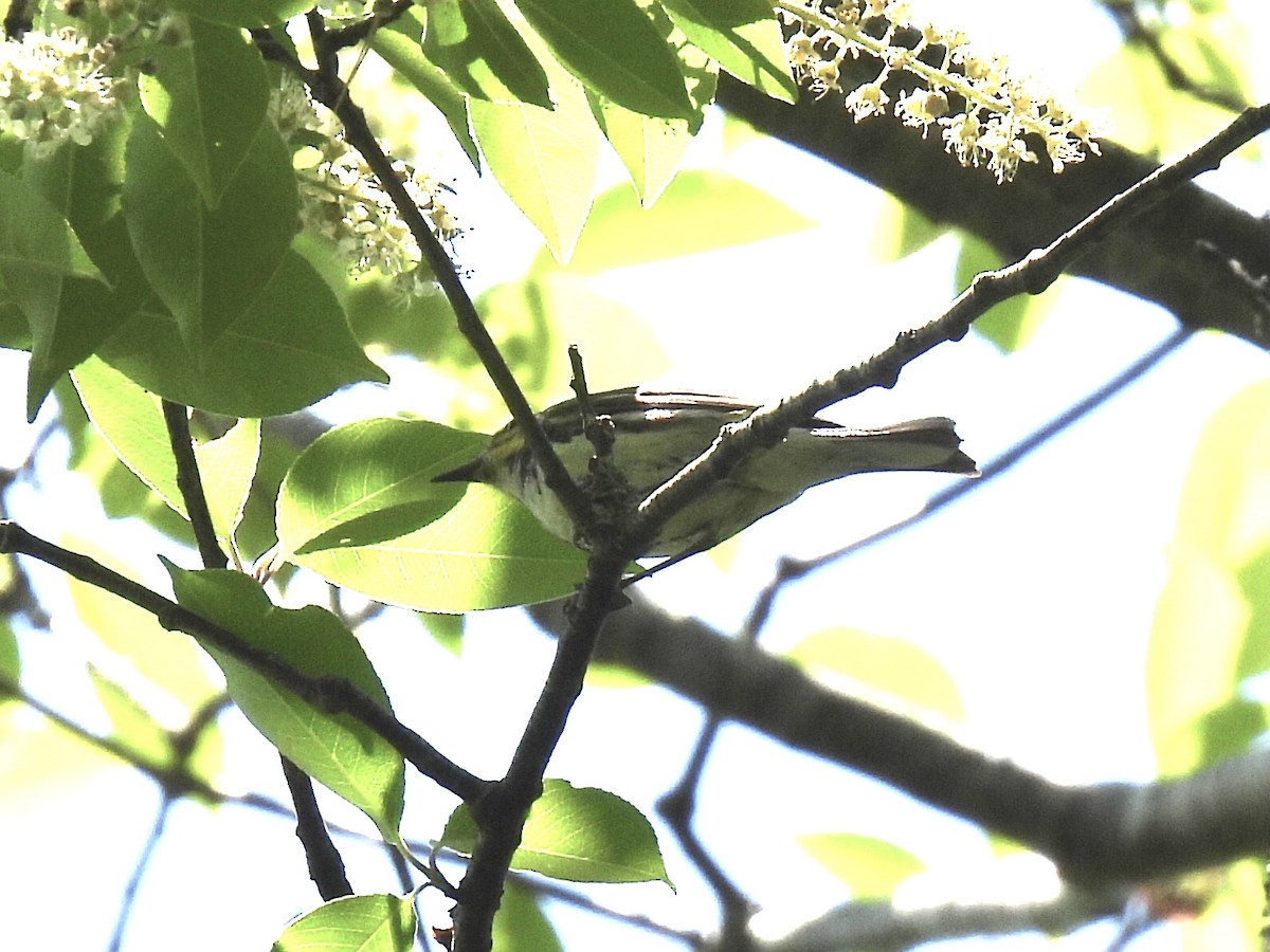 Black-throated Green Warbler - ML620085865