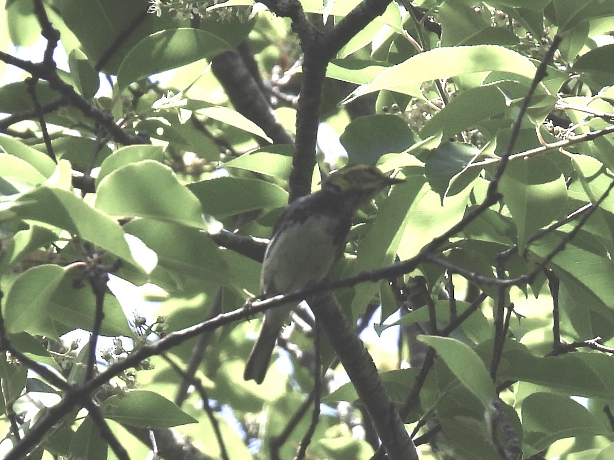 Black-throated Green Warbler - ML620085866