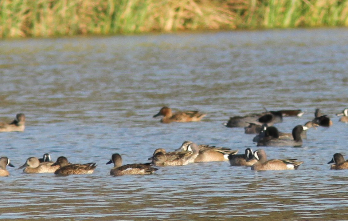 Cinnamon Teal - ML620085867