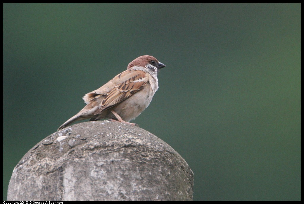 Eurasian Tree Sparrow - ML620085872