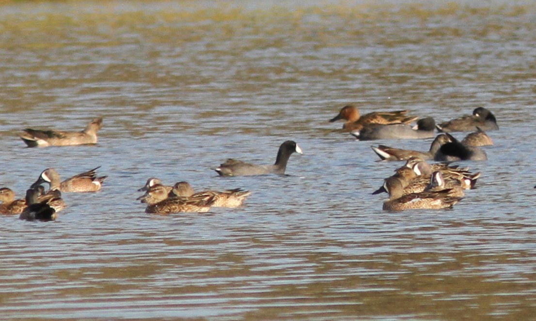 American Coot (Red-shielded) - ML620085885