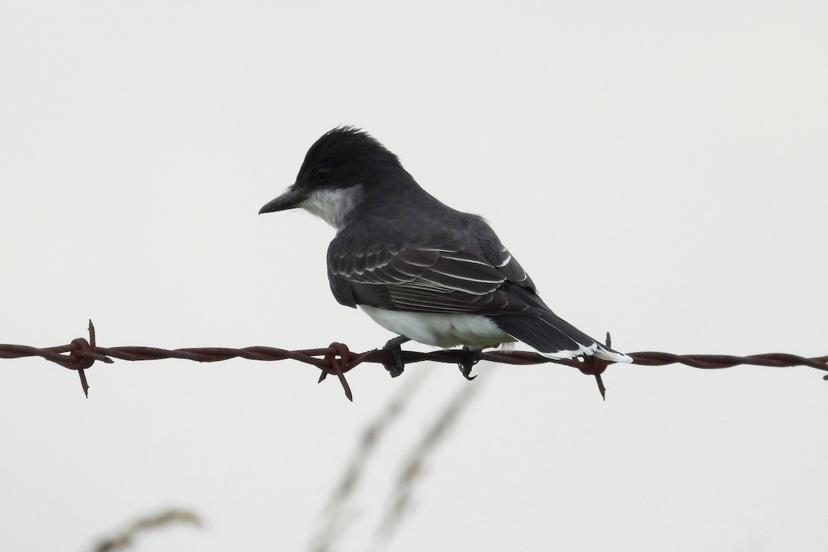 Eastern Kingbird - ML620085888