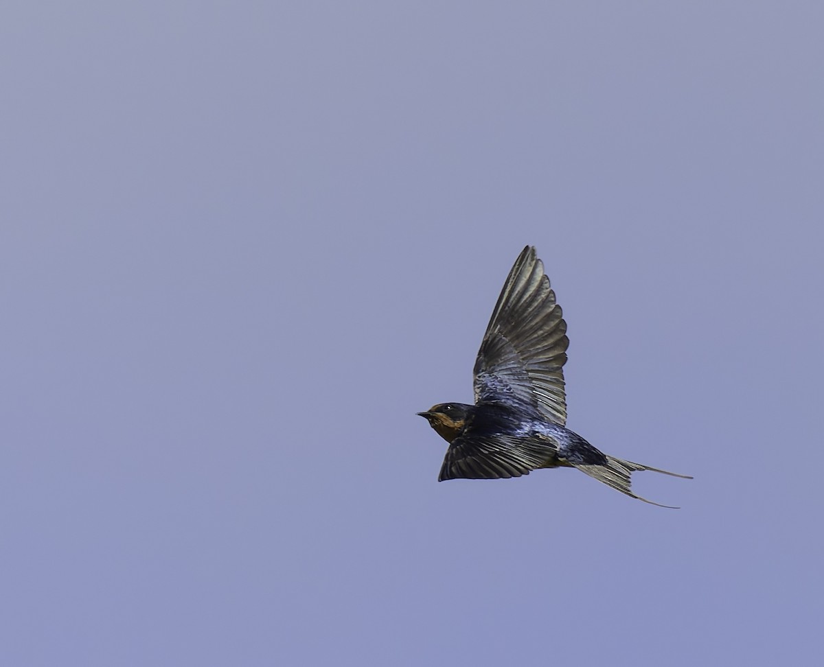 Barn Swallow - ML620085889