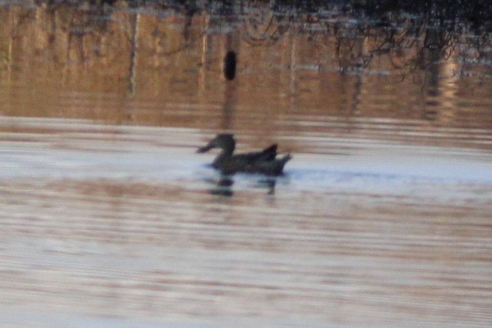 Northern Shoveler - ML620085893