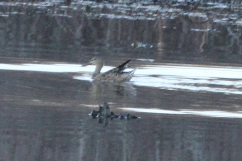 Northern Shoveler - ML620085894