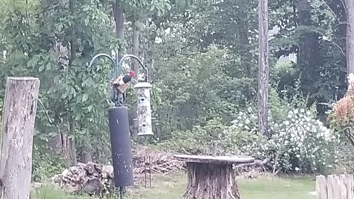 Red-headed Woodpecker - ML620085918