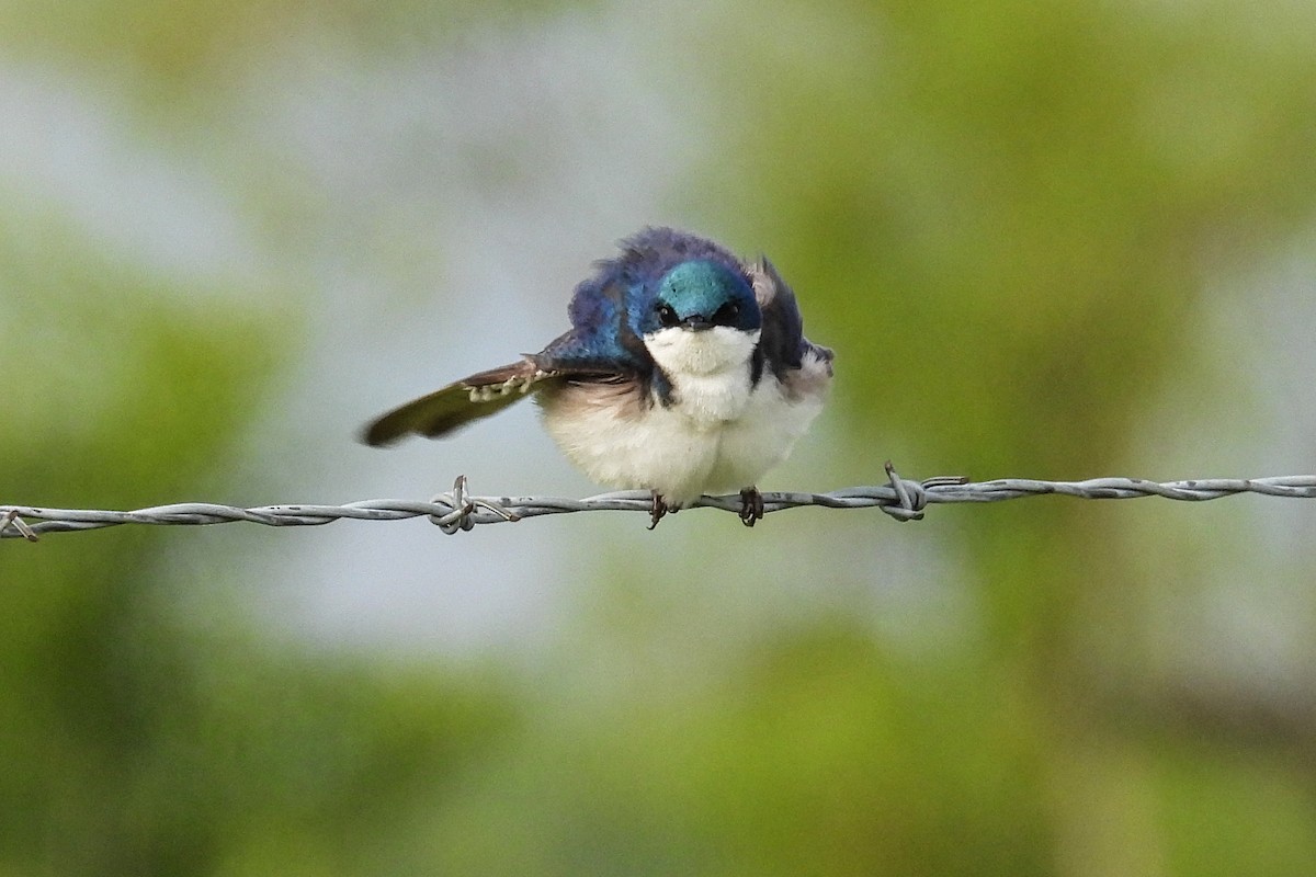 Tree Swallow - Anne Ensign