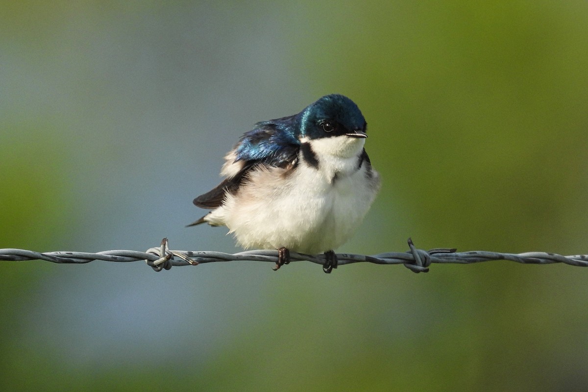 Tree Swallow - ML620085937