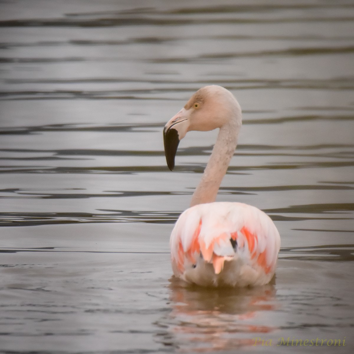 Chilean Flamingo - ML620085940