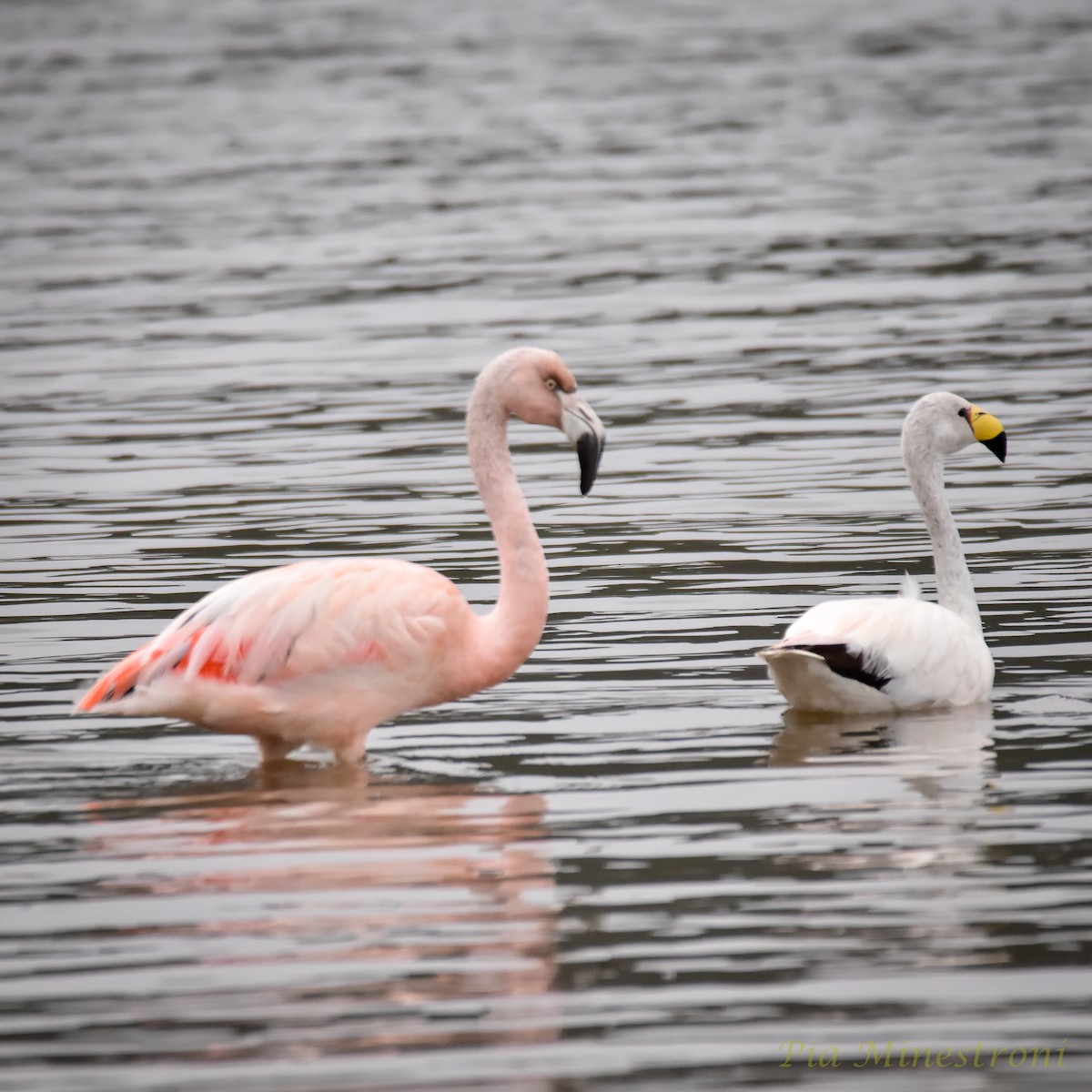 Şili Flamingosu - ML620085943