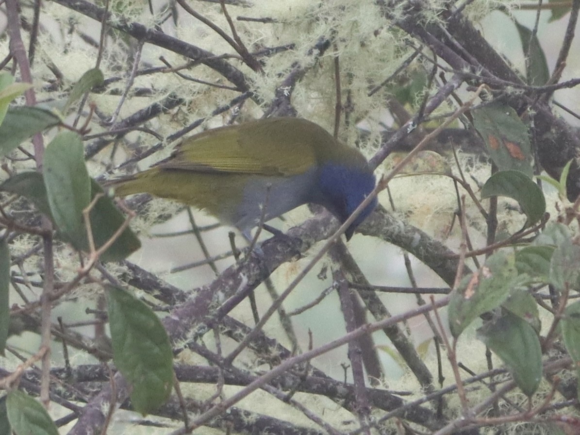 Blue-capped Tanager - ML620085976