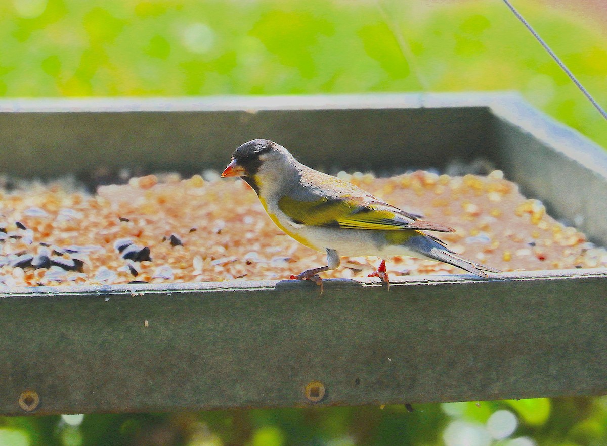 Lawrence's Goldfinch - ML620085983