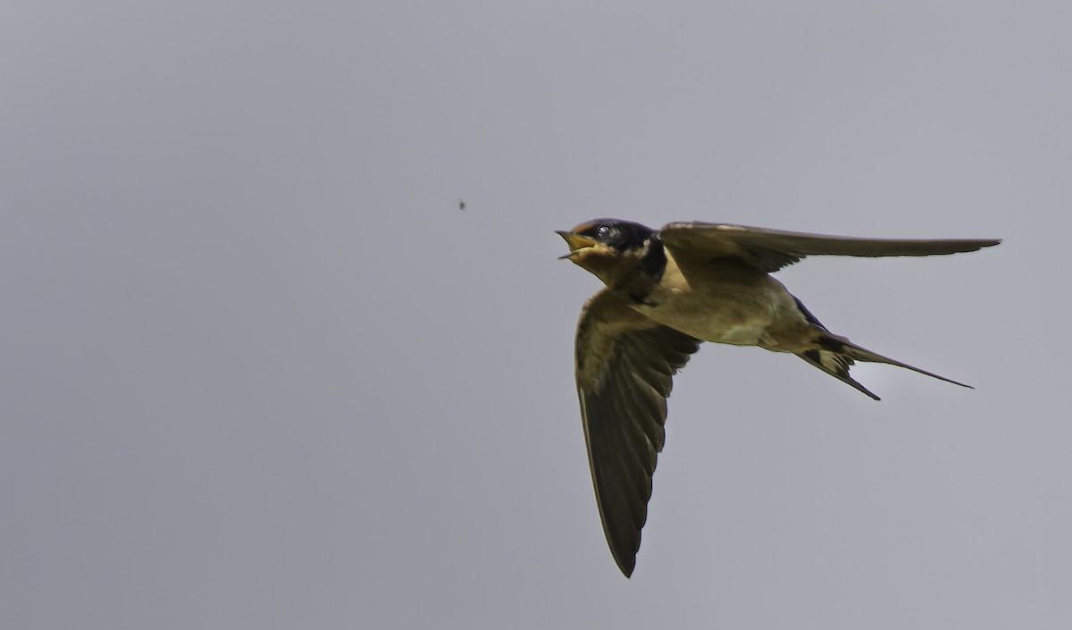 Barn Swallow - ML620085984