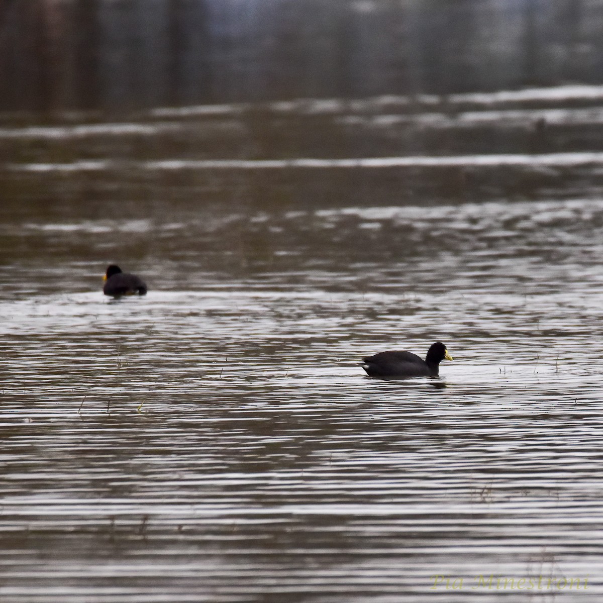 White-winged Coot - ML620085987