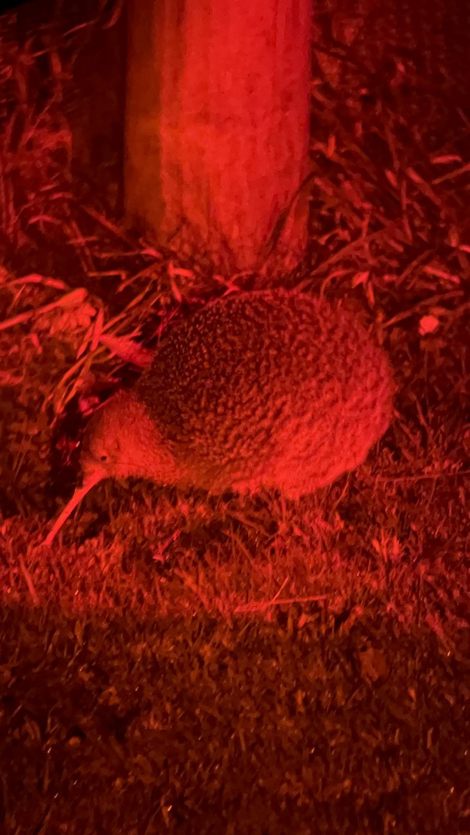 Little Spotted Kiwi - ML620085989