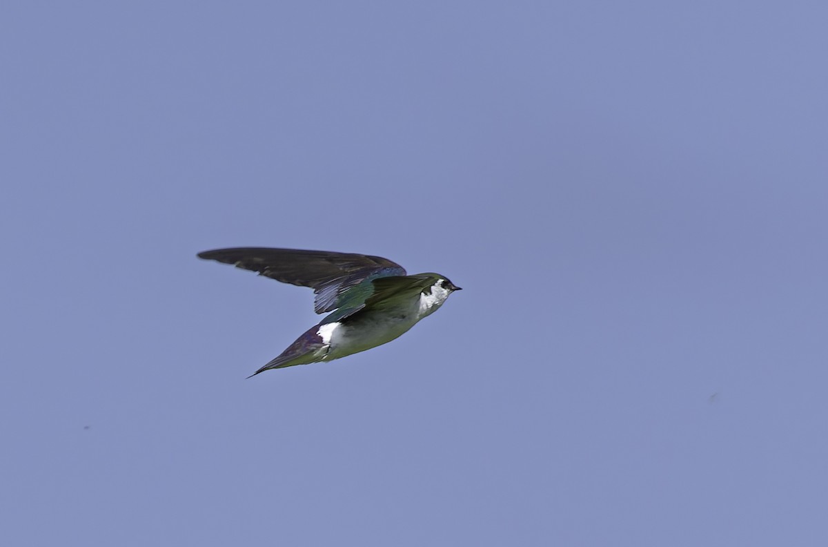 Violet-green Swallow - ML620085994