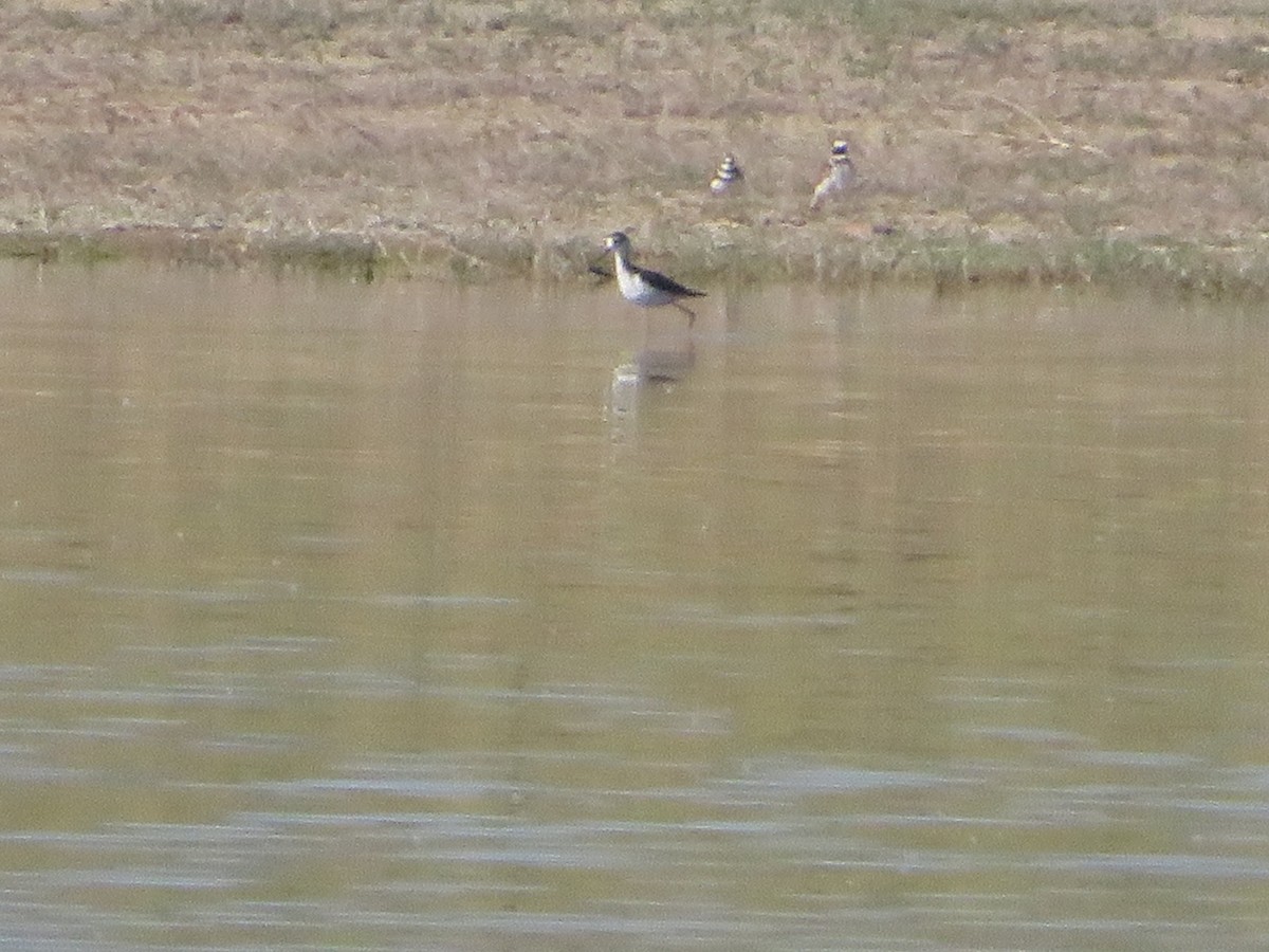 Black-necked Stilt - ML620086028