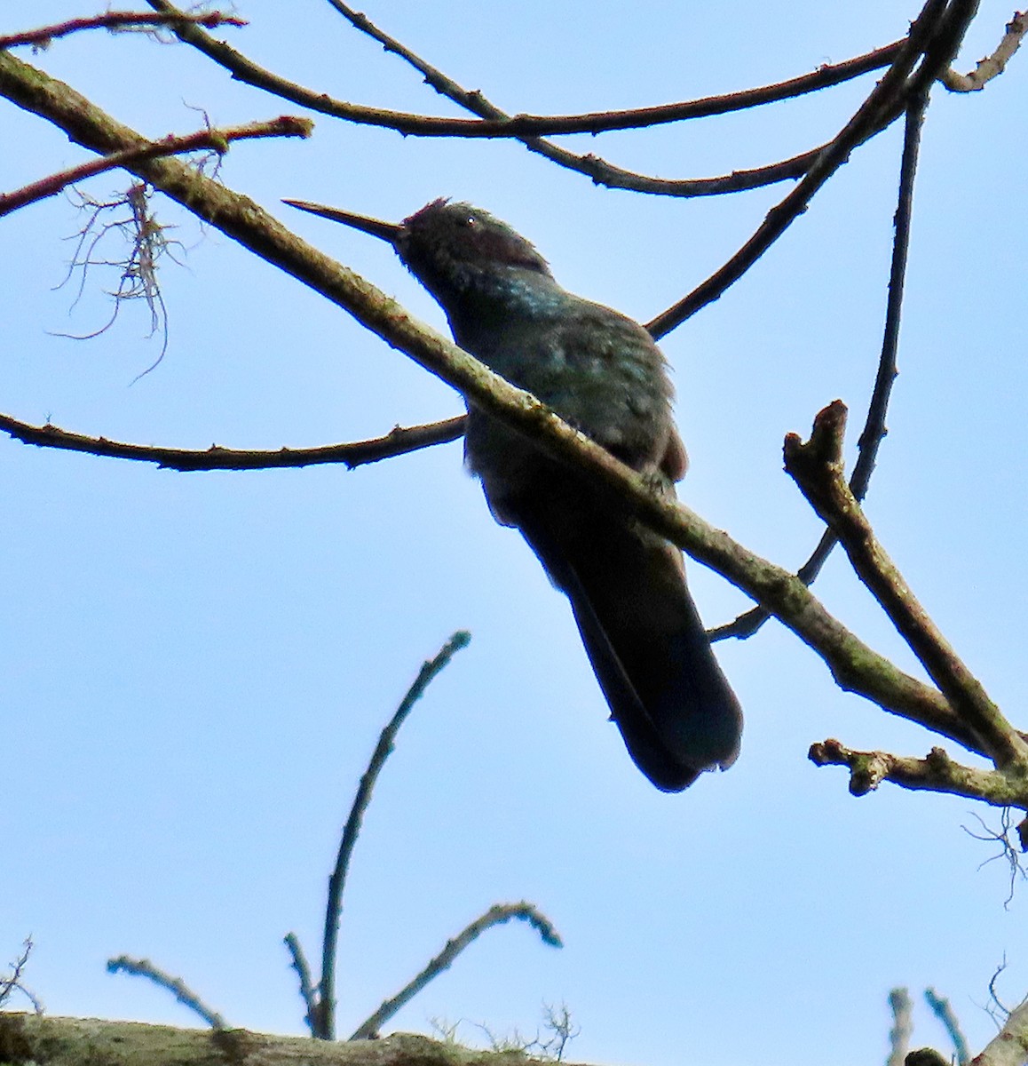 kolibřík modrouchý - ML620086030