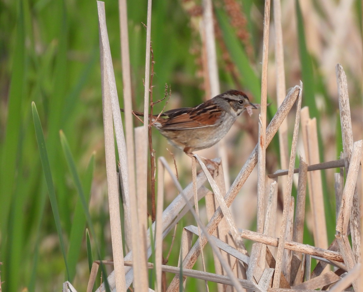 Swamp Sparrow - ML620086032
