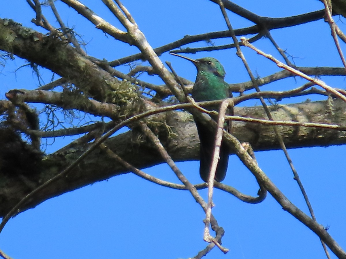 kolibřík modrouchý - ML620086034