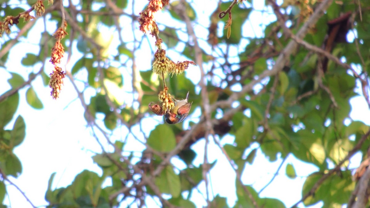 Red-throated Sunbird - ML620086036