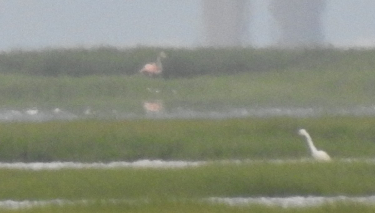 American Flamingo - ML620086037