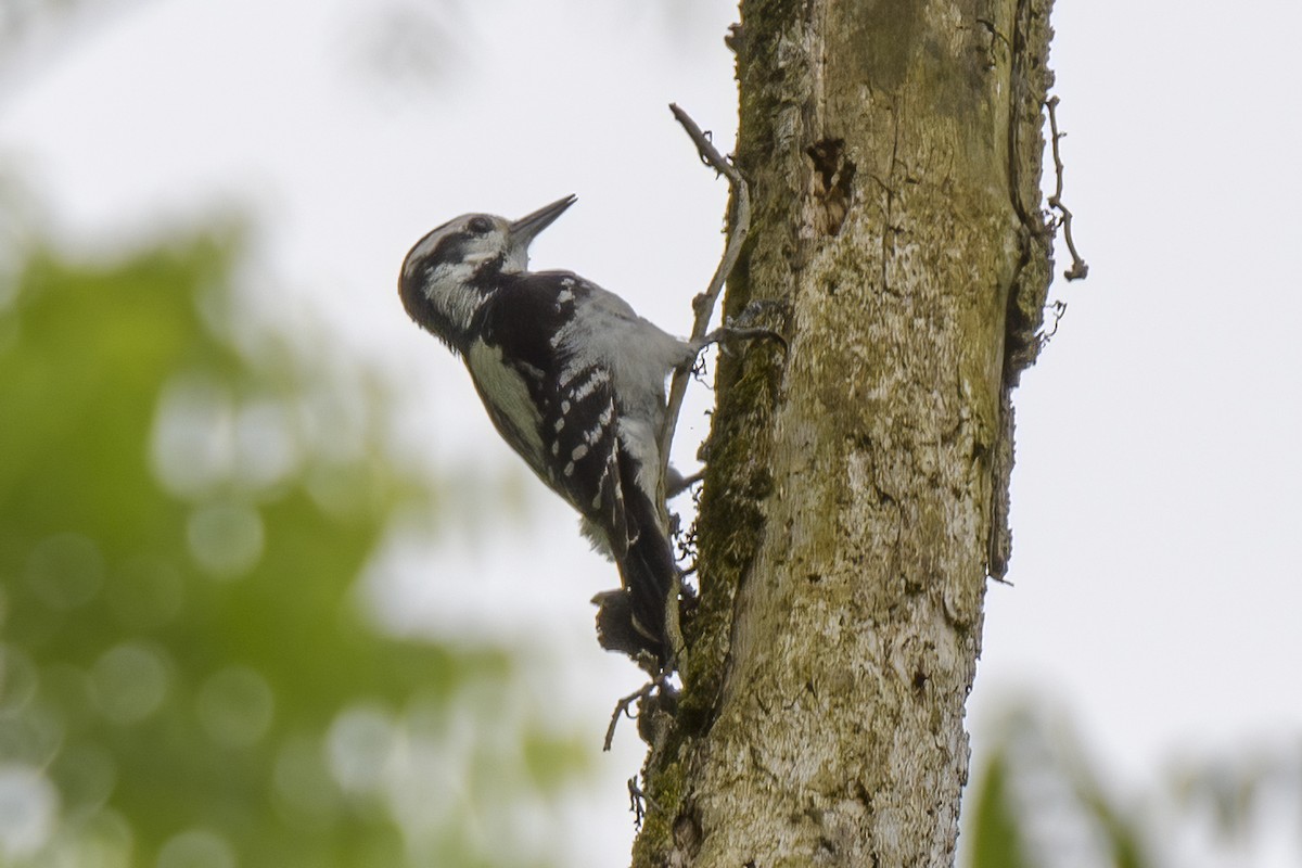 Hairy Woodpecker (Eastern) - ML620086039