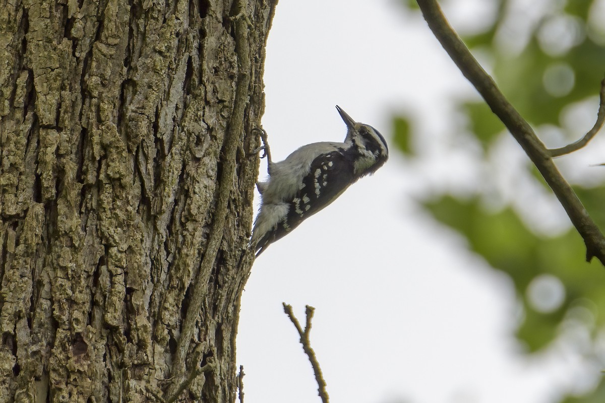 Hairy Woodpecker (Eastern) - ML620086040