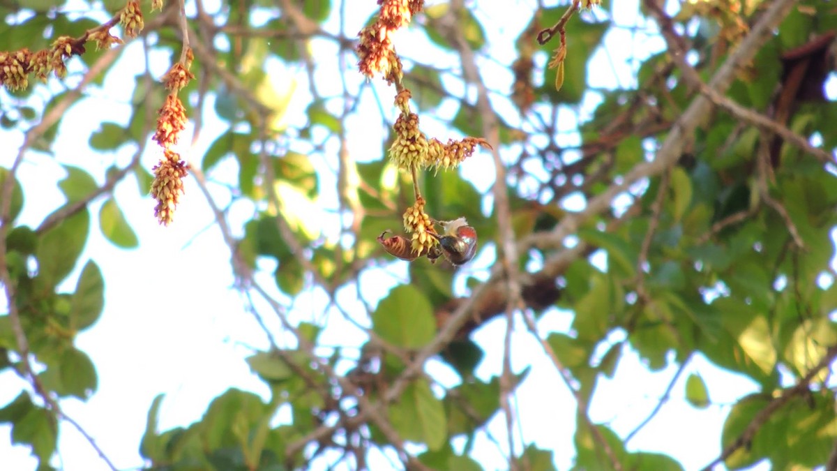 Red-throated Sunbird - ML620086041