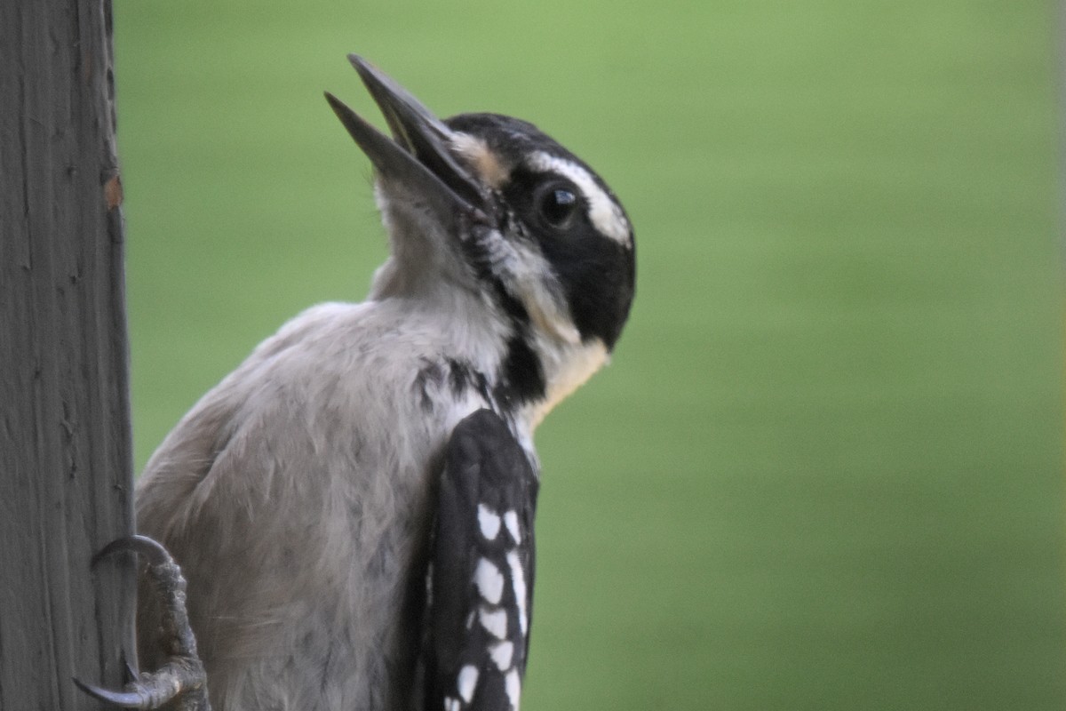 Hairy Woodpecker - ML620086043