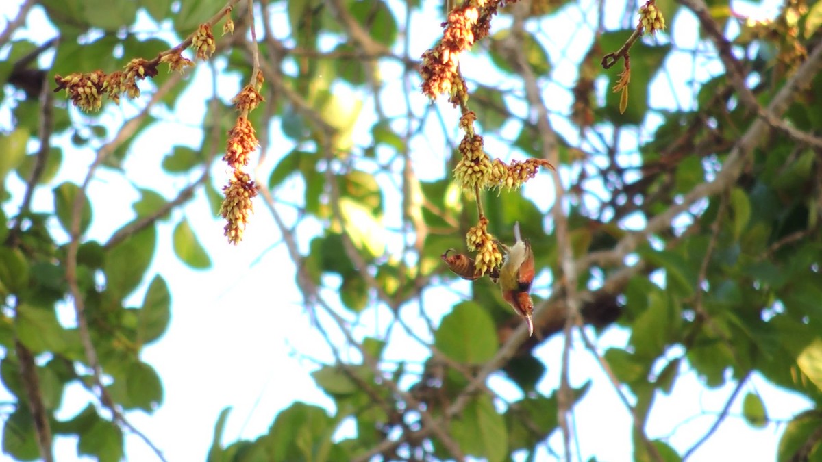 Red-throated Sunbird - ML620086045