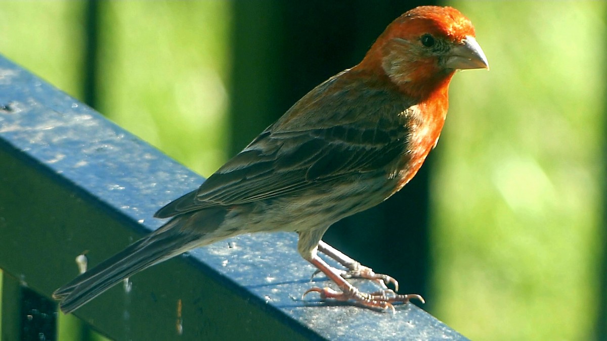 House Finch - ML620086048