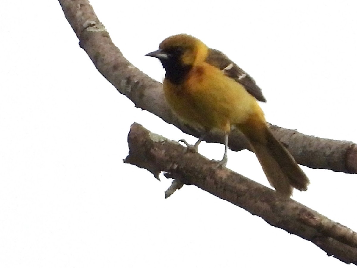 Orchard Oriole - ML620086073