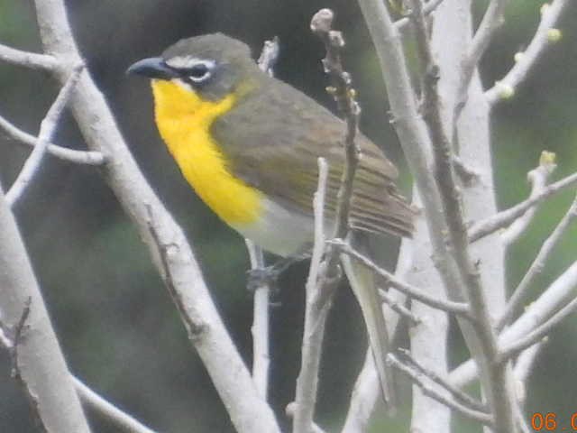 Yellow-breasted Chat - ML620086098