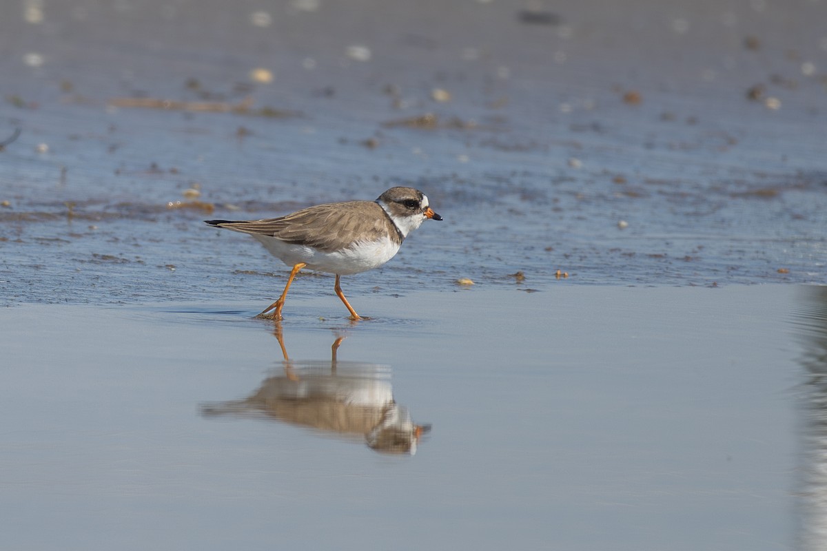 Semipalmated Plover - ML620086099