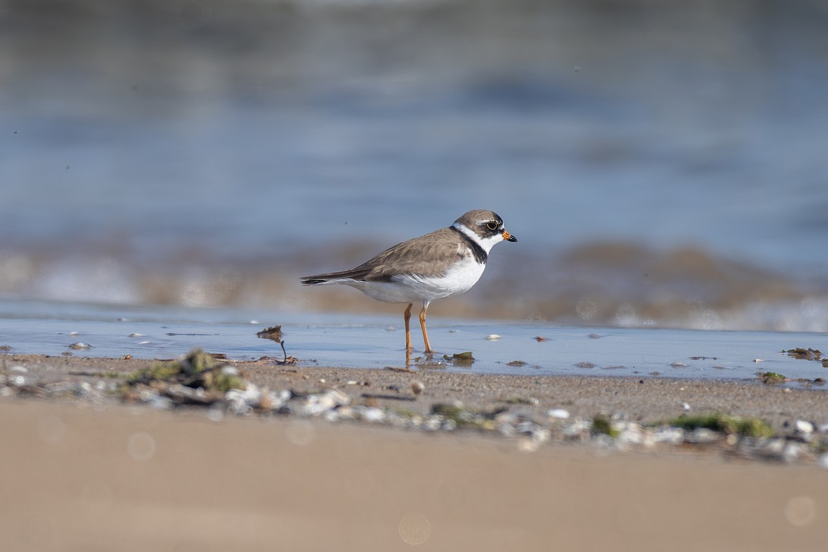 Semipalmated Plover - ML620086100