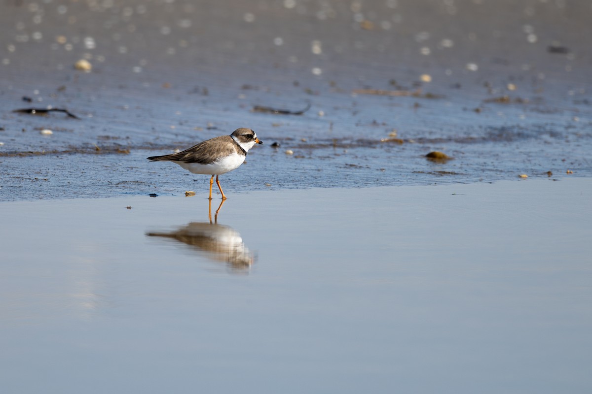 Semipalmated Plover - ML620086101