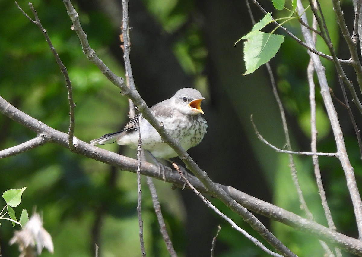 Northern Mockingbird - ML620086106