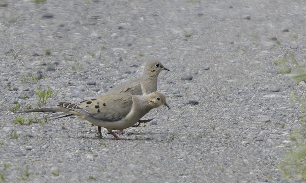 Mourning Dove - ML620086112