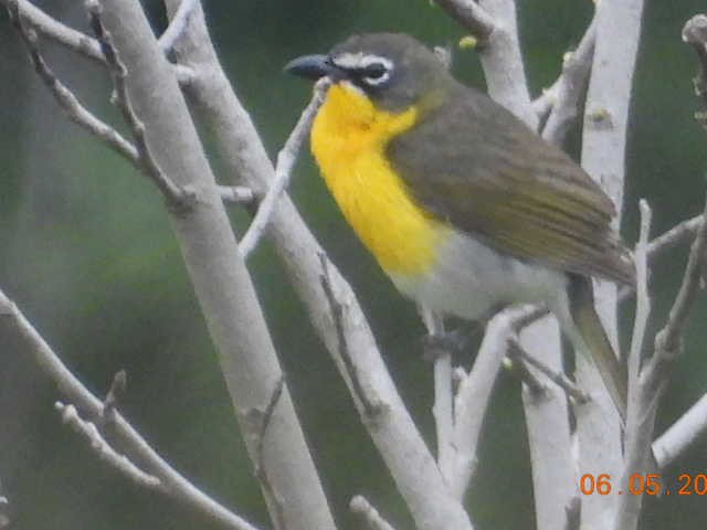 Yellow-breasted Chat - ML620086133