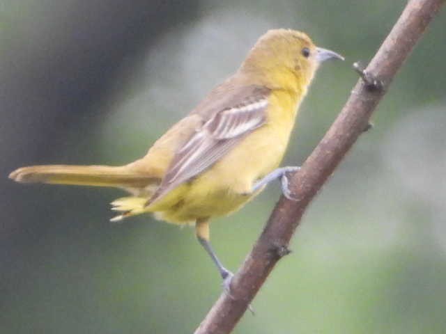 Orchard Oriole - ML620086143