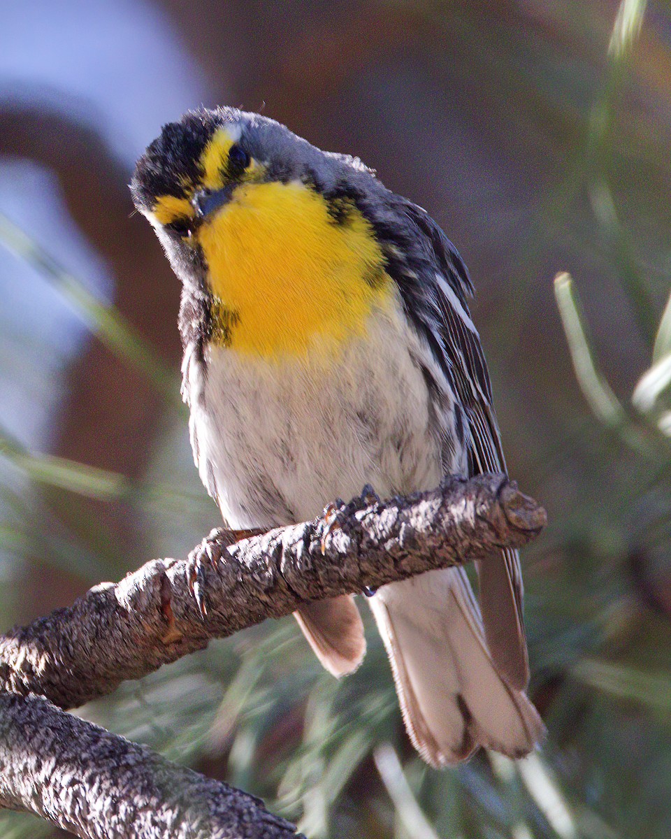 Grace's Warbler - ML620086146