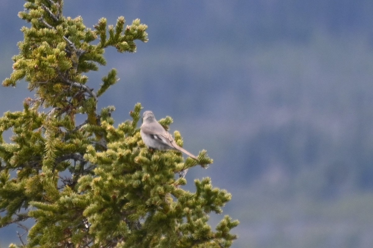 Townsend's Solitaire - ML620086160